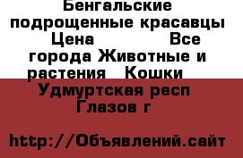 Бенгальские подрощенные красавцы. › Цена ­ 20 000 - Все города Животные и растения » Кошки   . Удмуртская респ.,Глазов г.